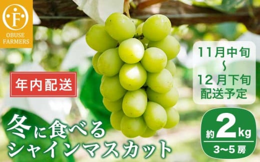 ［年内配送］冬に食べるシャインマスカット 約2kg 3〜5房 ［ おぶせファーマーズ ］ 年内発送 ぶどう フルーツ 果物 くだもの 長野県 産地直送 送料無料 令和6年産 【2024年11月中旬〜12月下旬配送】 12月15日決済確定分まで年内配送［F-548］