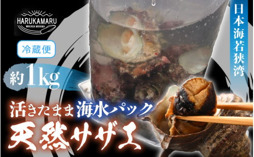 日本海若狭湾 【活きたまま天然サザエ約1kg】 海水パックにてお届け！ [m36-a015] 1544236 - 福井県美浜町