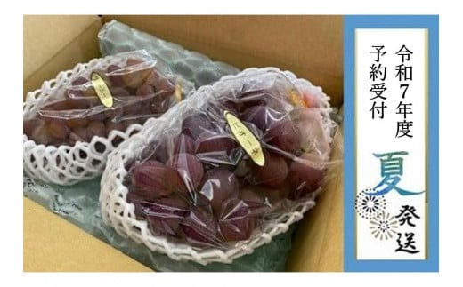 【貝塚市産】ピオーネ＆サニールージュ各１房 約1.2kg　2025年8月より発送 828299 - 大阪府貝塚市