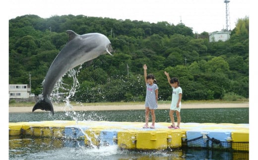 イルカのトレーナー体験 ペア 入場券付き【体験 イルカ ドルフィン 日本ドルフィンセンター 香川県 さぬき市】 592921 - 香川県さぬき市