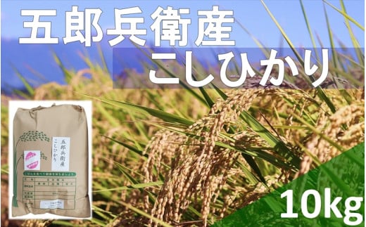 【令和6年産】長野県浅科五郎兵衛産　こしひかり・白米10kg　（北海道・沖縄・離島は配送不可）【米 コメ 白米 精米 お米 こめ おこめ 備蓄品 仕送り おすそ分け 備蓄米 コシヒカリ こしひかり 長野県 佐久市 】 1409780 - 長野県佐久市