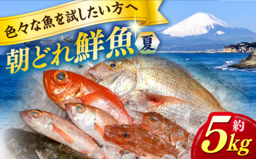 [季節限定]夏 の 朝どれ 鮮魚 おまかせ セット 約5kg[有限会社勘網] [AKDX003]