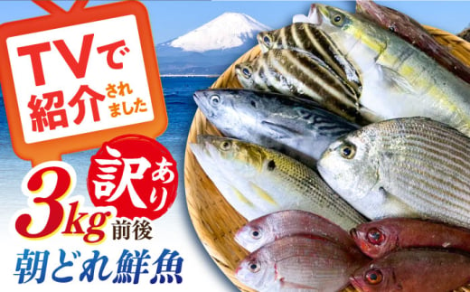 [未利用魚]漁師直送! 朝どれ 鮮魚 おまかせ セット 3kg前後 [有限会社勘網] [AKDX002]