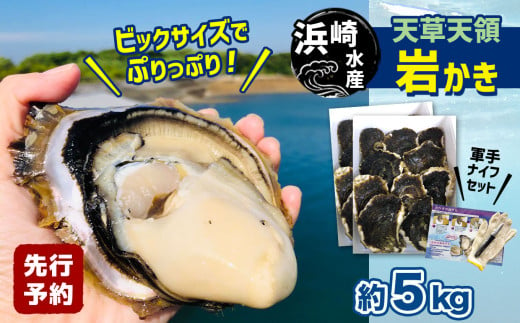 浜崎水産の天草天領岩かき 約5kg | 海鮮 海産物 海の幸 シーフード 魚貝類 かき 牡蠣 岩かき 岩牡蠣 夏牡蠣 生食用 生もの 濃厚 熊本県 苓北町 1546390 - 熊本県苓北町