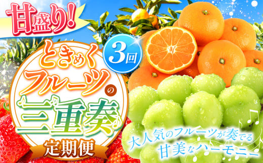 【 定期便 3回  】 甘盛り！ ときめくフルーツの三重奏 | 果物 くだもの フルーツ シャインマスカット みかん いちご 定期 熊本県 玉名市