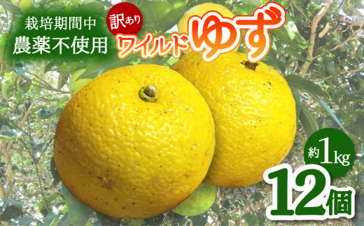 【期間限定】ワイルドゆず12個（約１kg） 期間限定 ゆず 12個 約1kg ワイルドゆず ユズ 柚子 訳あり 463324 - 徳島県海陽町