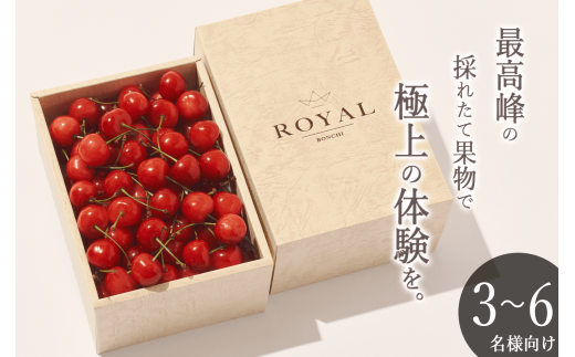 ＜2025年発送分先行予約＞山梨県産さくらんぼ  L,2Lサイズ BOX 500g ALPAL025 1095728 - 山梨県南アルプス市