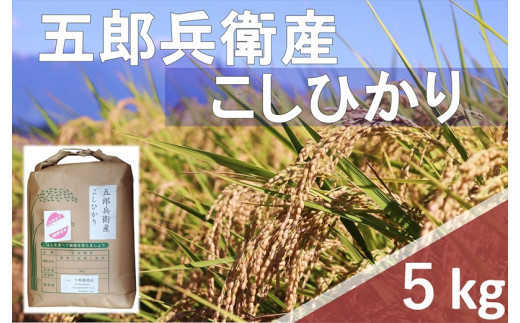 【令和6年産】長野県浅科五郎兵衛産　こしひかり・白米5kg　（北海道・沖縄・離島は配送不可）【米 コメ 白米 精米 お米 こめ おこめ 備蓄品 仕送り おすそ分け 備蓄米 コシヒカリ こしひかり 長野県 佐久市 】 1409779 - 長野県佐久市