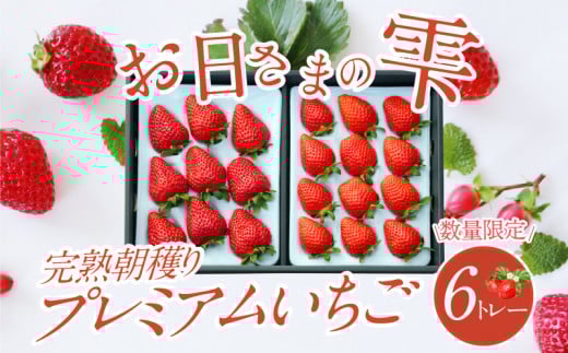 数量限定！お日さまの雫  完熟朝穫りプレミアムいちご　６トレー