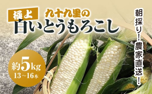 朝採り!農家直送! 九十九里の極上白いとうもろこし 約5kg（13～16本）／とうもろこし トウモロコシ コーン 白いとうもろこし 味甘ちゃんホワイト 朝採れ 濃厚な甘み 新鮮 農家直送 千葉県 千葉県山武市 SMBU001