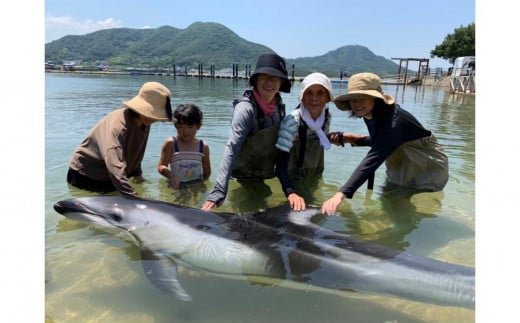 ふれあいビーチ体験 ペア 入場券付き【体験 イルカ ドルフィン 日本ドルフィンセンター 香川県 さぬき市】 592922 - 香川県さぬき市