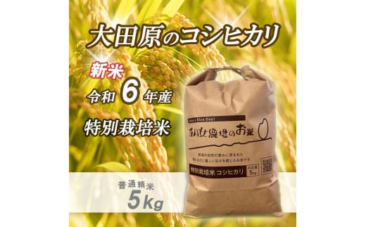 令和6年産 精米　特別栽培米コシヒカリ「五月女農場のお米」(5kg) 1544434 - 栃木県大田原市