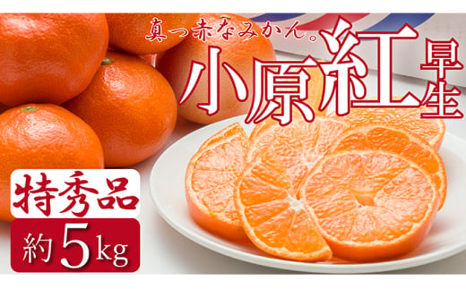 特秀品！真っ赤なお蜜柑「小原紅早生」約5kg