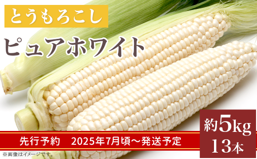 326 とうもろこし ピュアホワイト 約5kg 13本 朝採れ 白 茨城 先行予約 2025年7月頃～発送予定 943880 - 茨城県茨城町