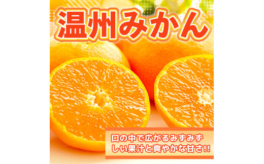 温州みかん 約7kg 2S～2L みかん 果物 くだもの フルーツ 柑橘 【2024年12月上旬までに発送予定】 1543870 - 熊本県水俣市