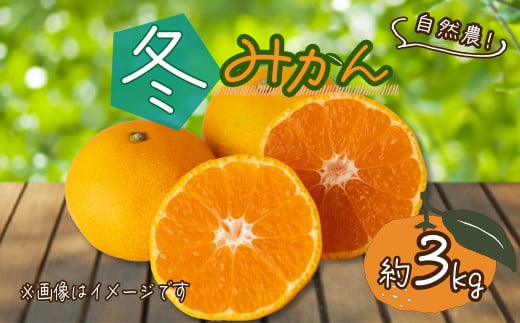 訳あり みかん 約3kg 冬みかん 蜜柑フルーツ 果物 国産 くだもの 産地直送 人気 お取り寄せ グルメ わけあり 常温 静岡県産みかん 静岡みかん  オーガニック 西浦 沼津 静岡 自然農 ふるさと 納税 沼津みかん 美味しい 冬 西浦みかん 混合 静岡県産 1564890 - 静岡県沼津市