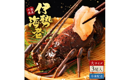 天然伊勢海老・千葉県生冷活〆 大サイズ 500gUP×3尾入1.8kg＜刺身OK＞贈答【1498739】