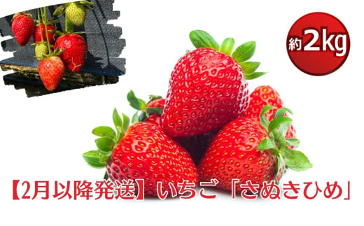 【2月より発送開始】いちご「さぬきひめ」約2kg　【配送不可エリア】北海道、沖縄県、離島エリア 549259 - 香川県観音寺市