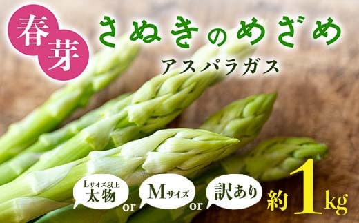 [選べるサイズ・訳あり]春芽 さぬきのめざめ アスパラガス M・Lサイズ 訳あり アスパラ サラダ お弁当 おかず フレッシュ 新鮮 琴平 香川 F5J-764