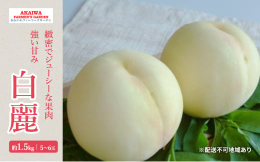 桃 2025年 先行予約 白桃 白麗 約1.5kg 5～6玉 もも 岡山県 赤磐市産 フルーツ 果物 あかいわファーマーズガーデン