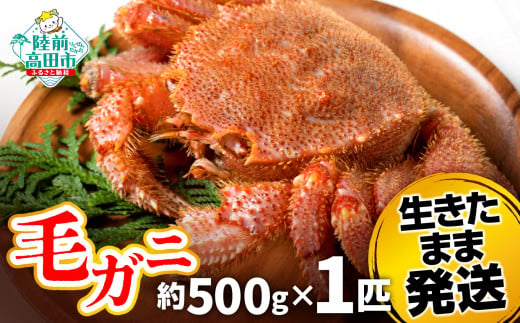 毛ガニ　約500g  1匹（尾）