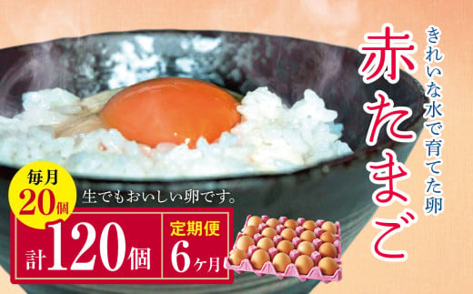 【6回定期便】きれいな水で育てた卵 赤たまご 20個  | 保坂農場  赤卵 赤玉 赤い卵 銘水 卵 たまご 定期便 6回  君津市産 千葉 君津 きみつ 房総 1547321 - 千葉県君津市