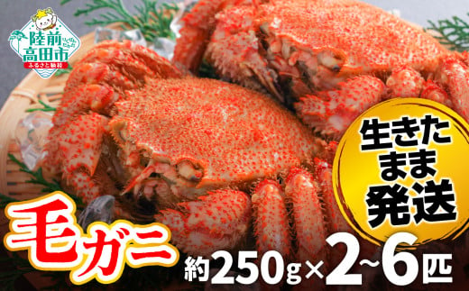 [先行予約] 三陸産 毛ガニ 選べる内容量 約250g 2〜6匹(尾) 生きたまま発送! [ かに カニ 魚介類 旬 鮮度抜群 産地直送 ]令和7年2月から発送予定