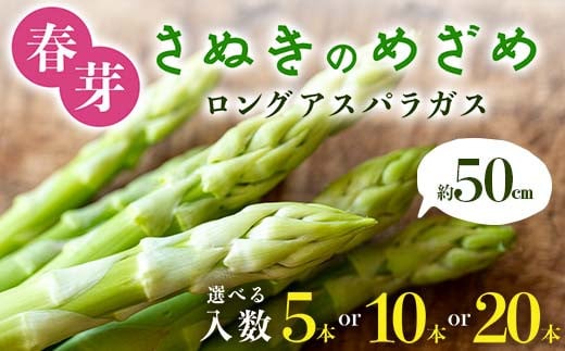 [容量が選べる]春芽 さぬきのめざめ 約50㎝ロングアスパラガス 5本,10本,20本入り アスパラ サラダ お弁当 おかず フレッシュ 新鮮 琴平 香川 F5J-760