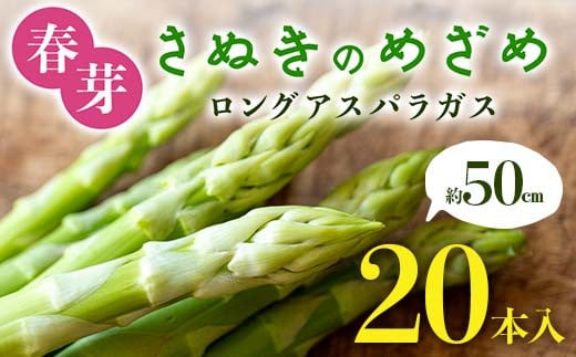 春芽 さぬきのめざめ 約50㎝ロングアスパラガス 20本入り アスパラ サラダ お弁当 おかず フレッシュ 新鮮 琴平 香川 F5J-763 1584568 - 香川県琴平町