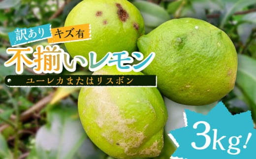 【訳あり】キズ有、不揃いレモン3kg（ユーレカまたはリスボン） mi0032-0004 【果物 フルーツ 果実 レモン 柑橘】 206956 - 千葉県南房総市