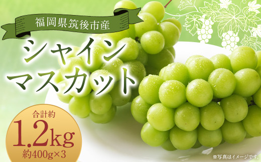 シャインマスカット 約1.2kg 400g×3 【2025年8月下旬から9月下旬発送予定】  ぶどう 葡萄 種なし 大粒 果物 マスカット フルーツ デザート 冷蔵 1544184 - 福岡県筑後市