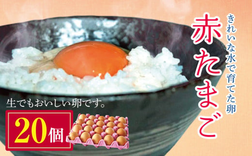 きれいな水で育てた卵 赤たまご 20個  | 保坂農場  赤卵 赤玉 赤い卵 銘水 卵 たまご 君津市産 千葉 君津 きみつ 房総 1547319 - 千葉県君津市