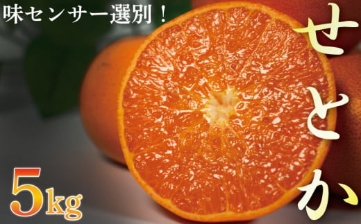 せとか 5kg 優品以上 みかん ミカン mikan  柑橘 フルーツ 果物  愛媛県 松山市