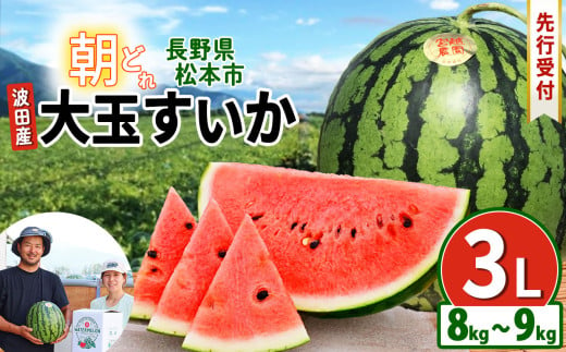 【先行受付】松本市　波田産　大玉すいか　３L（8kg～9kg)│ 信州 松本市 長野県 西瓜 すいか 果物 大玉 スイカ フルーツ くだもの フルーツ ふるーつ 1445103 - 長野県松本市