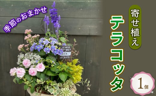 寄せ植え ギフト テラコッタ 鉢花 花苗 お花 贈り物 お祝い ガーデニング フラワー ギフト  [4565484]