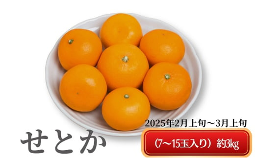 《とろける美味》 せとか 約3kg 甘い みかん （ お取り寄せ おすすめ 美味しい せとかみかん せとかふるさと納税 季節限定 柑橘 蜜柑 かんきつ フルーツ 青果 果物 くだもの 贈り物 特産品 ） 549261 - 香川県観音寺市