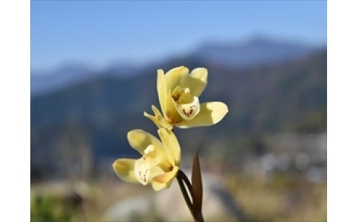 芳香品種 和蘭 「月の光」 花芽〜開花株 4号陶器鉢付