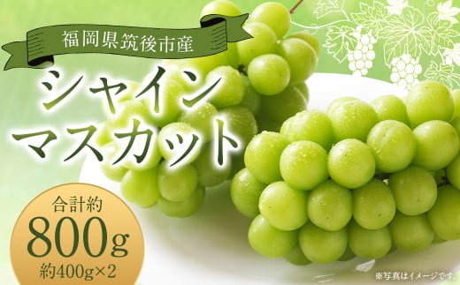 シャインマスカット 約800g 400g×2 【2025年8月下旬から9月下旬発送予定】 ぶどう 葡萄 種なし 大粒 果物  マスカット フルーツ デザート 冷蔵 1544183 - 福岡県筑後市