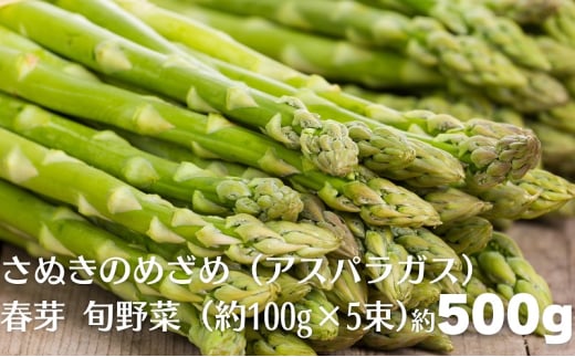 さぬきのめざめ（アスパラガス）春芽 旬野菜 約500g（約100g×5束） 550452 - 香川県観音寺市