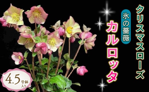 花 クリスマスローズ 鉢植え 氷の薔薇 カルロッタ 開花株 4.5号 冬 季節 ガーデン ガーデニング 庭 贈答 プレゼント ギフト 植物 2024年12月発送開始 オンライン決済限定 [5667478] 822286 - 静岡県藤枝市