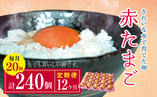 【12回定期便】きれいな水で育てた卵 赤たまご 20個  | 保坂農場  赤卵 赤玉 赤い卵 銘水 卵 たまご 定期便 12回 君津市産 千葉 君津 きみつ 房総 1547322 - 千葉県君津市