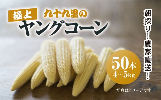 朝採り!農家直送! 九十九里の極上ヤングコーン50本／ ヤングコーン やんぐこーん コーン シャキシャキ サラダ スープ 新鮮 九十九里浜 朝採り 農家直送 千葉県 千葉県山武市 SMBU004