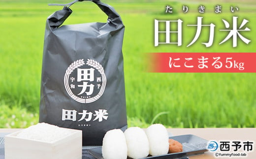 令和６年産　田力米（にこまる）５kg 216430 - 愛媛県西予市