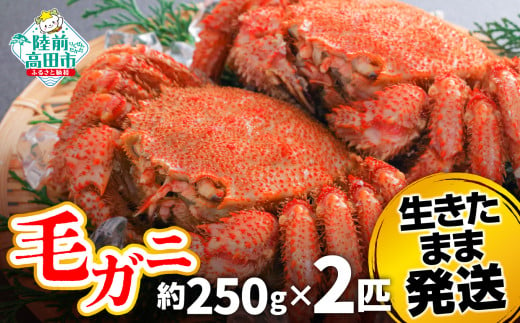 毛ガニ　約250g  2匹（尾）