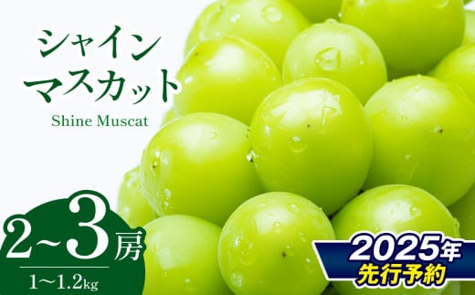 2025年 先行予約 爽やかな甘さ シャインマスカット 2房 ～ 3房 （ 1kg ～ 1.2kg ）クラウン農園 | 果物 くだもの フルーツ ぶどう 葡萄 マスカット シャインマスカット しゃいんますかっと 長野県 信州 千曲市 先行予約 780941 - 長野県千曲市