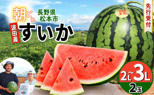 【先行受付】松本市　波田産　すいか　2玉入り（2L～３L,7kg～9kg)×２)│ 信州 松本市 長野県 西瓜 すいか 果物 スイカ フルーツ くだもの フルーツ ふるーつ 1445105 - 長野県松本市