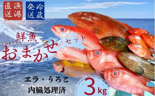 国頭漁協直送！鮮魚おまかせセット ３kg【エラ・うろこ・内臓処理済】～海人からの贈り物～ 1554292 - 沖縄県国頭村