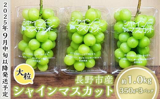 J1004【訳あり】長野市産 シャインマスカット 約1.0kg（ご家庭用）【2025年9月下旬以降出荷予定】わけあり 長野