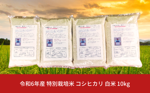 特別栽培米コシヒカリ 白米 10kg 新潟県産 令和6年産 [佐藤農産有機センター]【018S050】 1220682 - 新潟県三条市