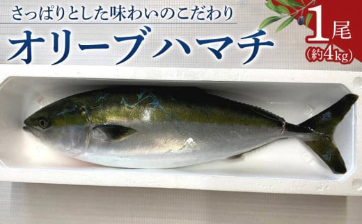 オリーブハマチ1尾 約4kg 434917 - 香川県高松市